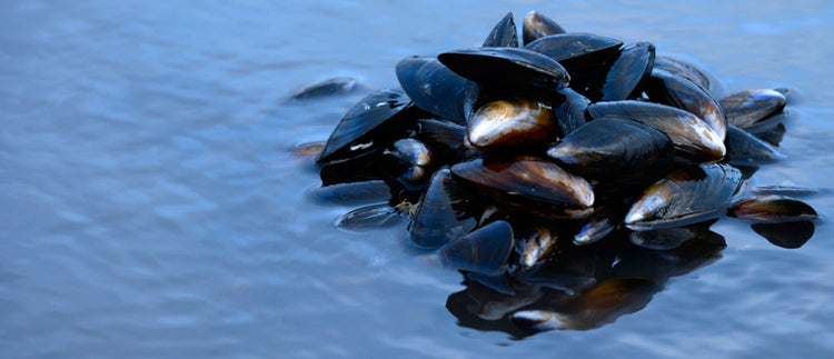 Wholesale Live Mussels – Cockle